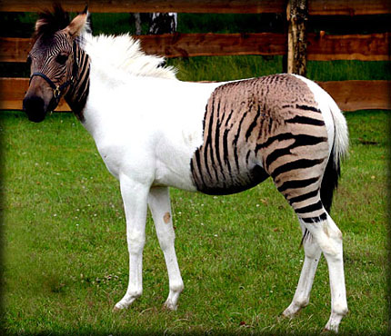 Zebra + Horse