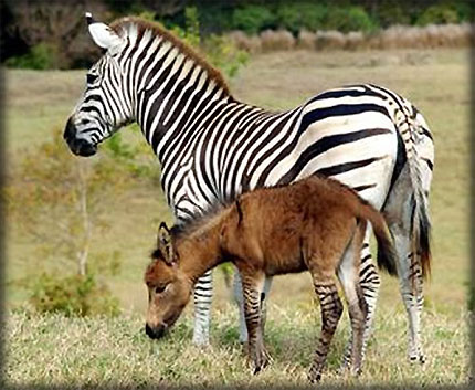 Zebra + Donkey