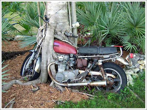 Motorcycle-Eating Tree
