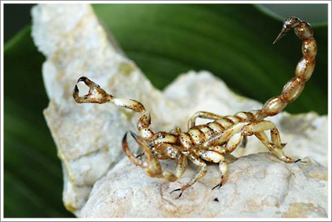 Fly-Scorpion