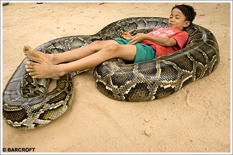 Snake Bed