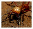 Army or Soldier Ant