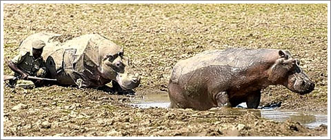 vs. Hippo
