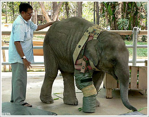 Fake leg elephant
