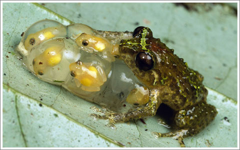 Oreophryne Frog