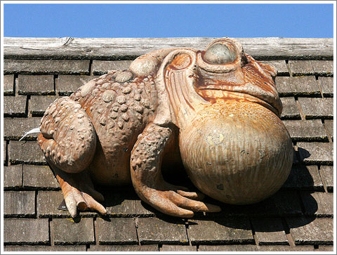 Frog on the Roof