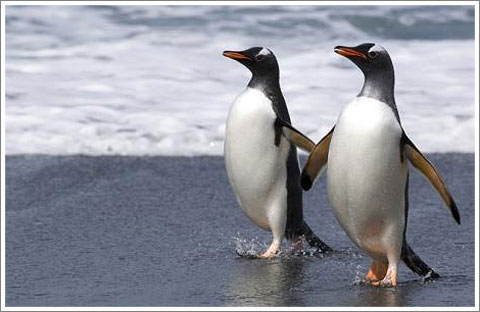 Gay penguins