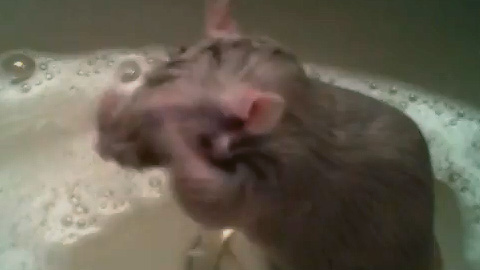 入浴するネズミ
