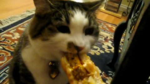 チーズバーガーを食べるネコ