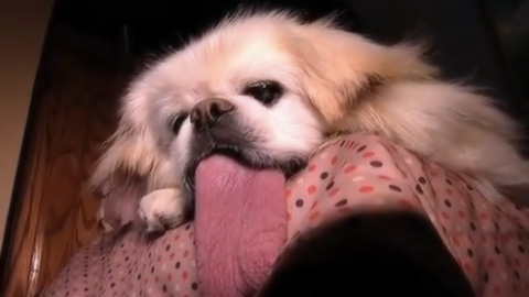 長い舌を持つ犬パギー